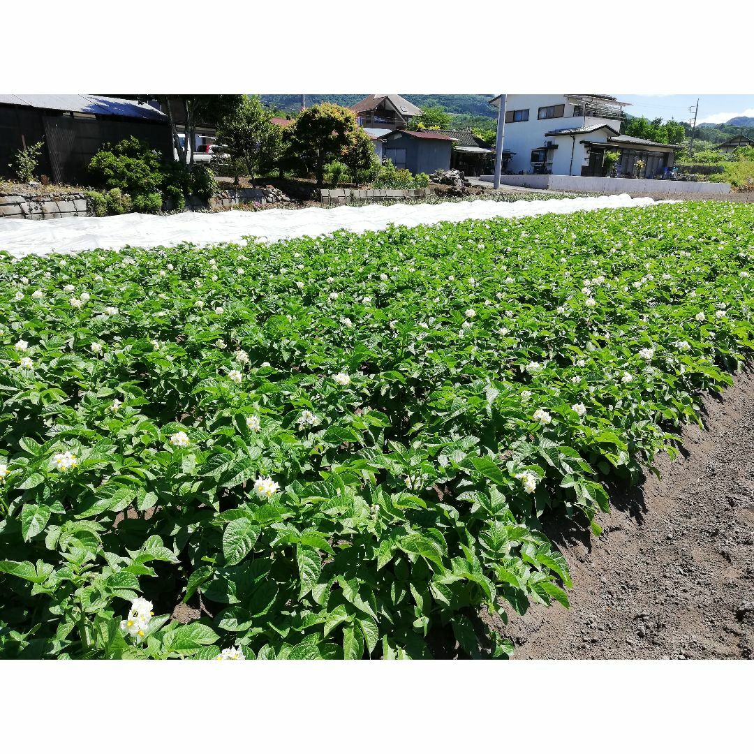 一子相伝の希少種　煎りピーナッツ150年落花生　250ｇ×3袋　群馬県産　無農薬 食品/飲料/酒の食品(その他)の商品写真