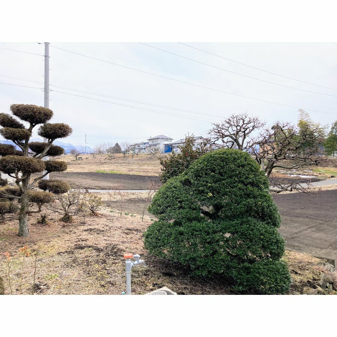 一子相伝の希少種　煎りピーナッツ150年落花生　250ｇ×3袋　群馬県産　無農薬 食品/飲料/酒の食品(その他)の商品写真