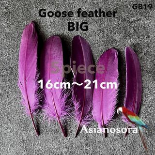 【GB19紫】ガチョウ 羽根 大 5枚 フェザー 鳥の羽根 素材 羽(その他)