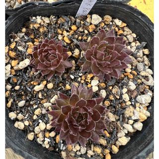 Dark Pain sempervivum(その他)