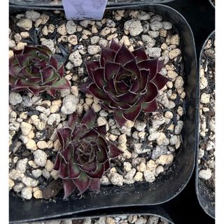 Bitter Chocolate sempervivum(ドライフラワー)