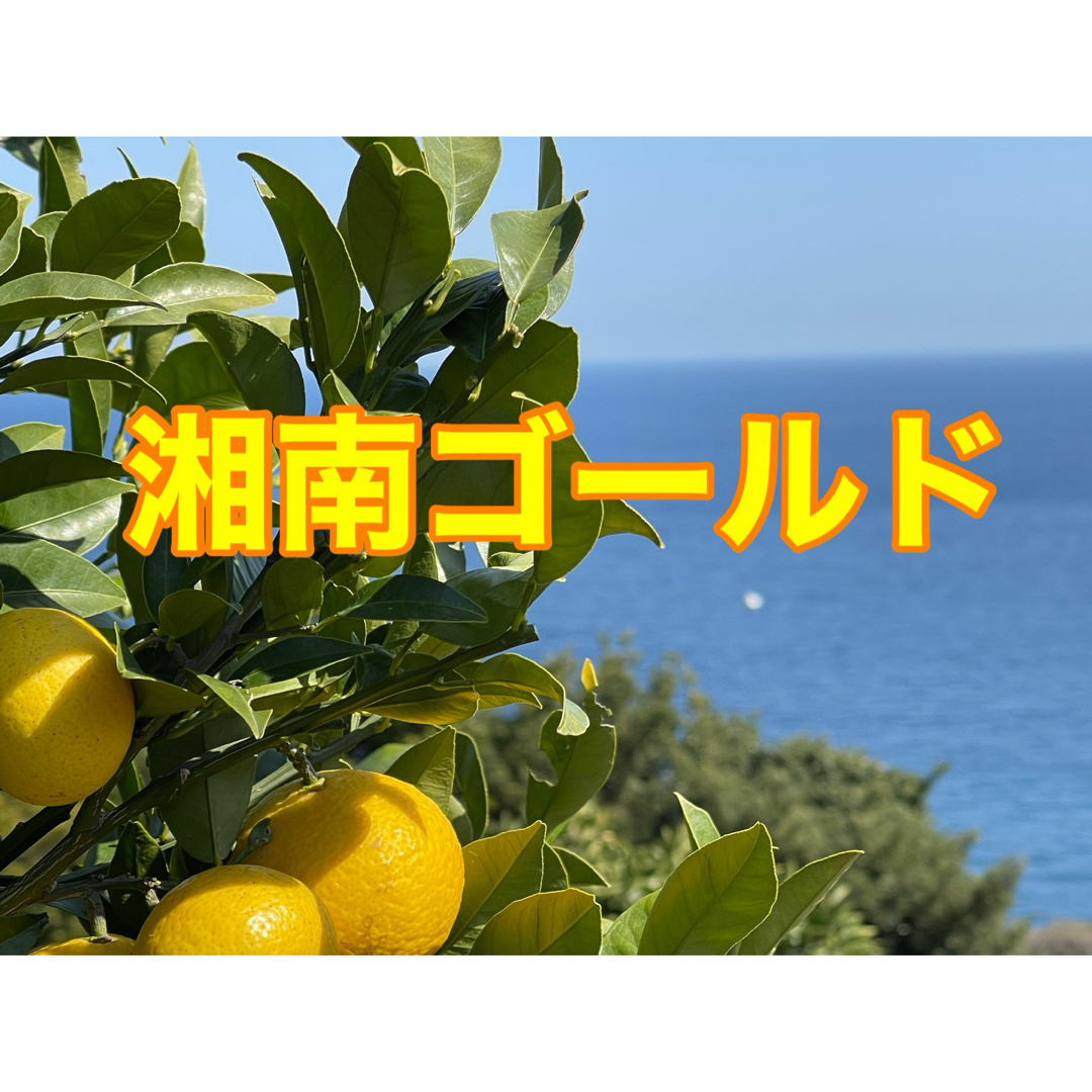 湘南ゴールド　箱込み2kg    大小混合　無農薬　小田原・江の浦産 食品/飲料/酒の食品(フルーツ)の商品写真