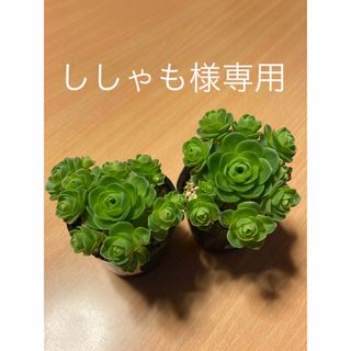 ドドランタリス  ③④⑤⑥☆合計4苗☆丼にするとお花畑のように✿·͜·ᰔ 抜き苗(その他)