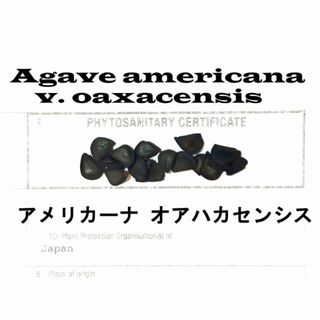 9月入荷 50粒+ アガベ アメリカーナ オアハカセンシス 種 種子 証明書(その他)