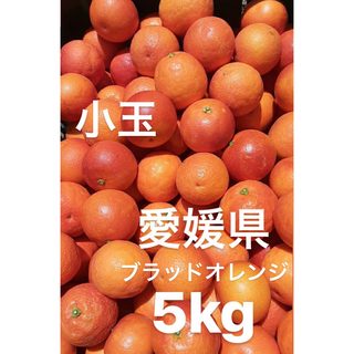 愛媛県産　ブラッドオレンジ　タロッコ　柑橘　5kg(フルーツ)