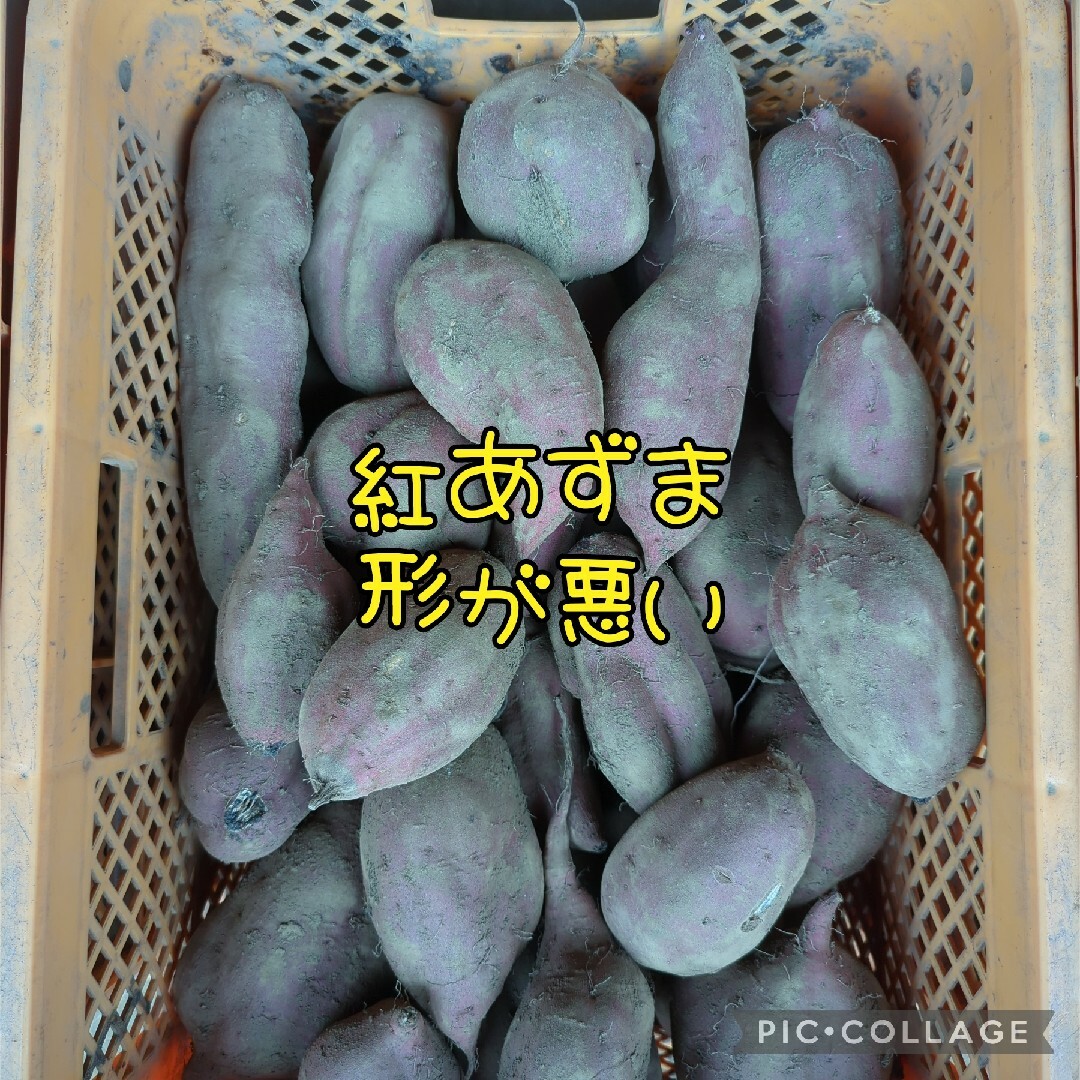 紅あずまBC10kg 食品/飲料/酒の食品(野菜)の商品写真