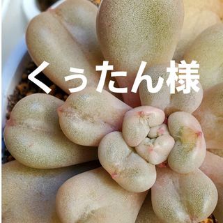 くぅたん様•*¨*•.¸♬︎(その他)