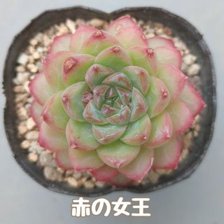 多肉植物　赤の女王　カット苗(その他)