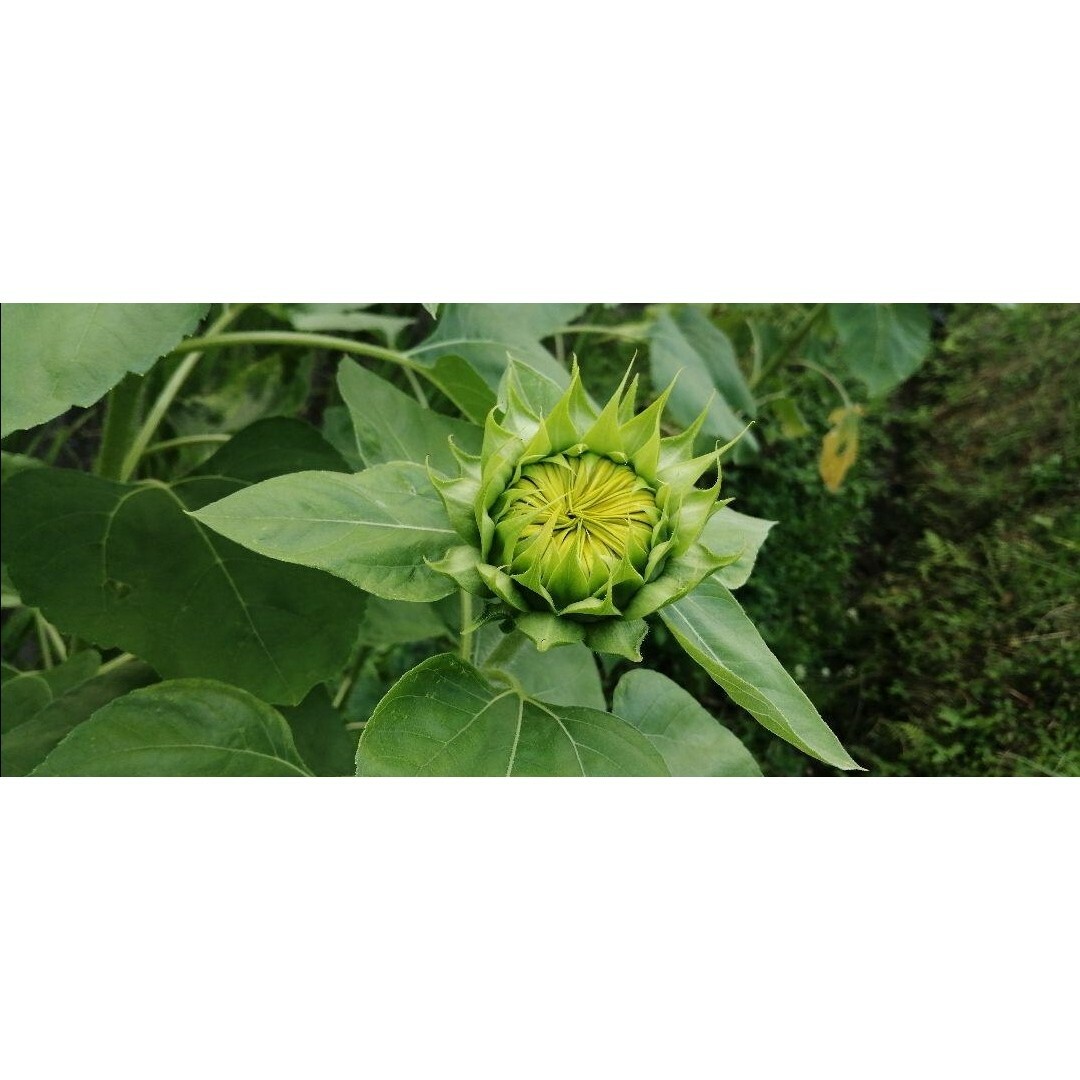 大きくそだつひまわりの種　たっぷり14g　花畑　花壇　プランターも◎切花　園芸 エンタメ/ホビーのエンタメ その他(その他)の商品写真