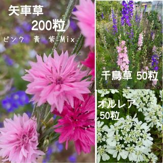 矢車草200粒☆オルレア50粒☆千鳥草50粒☆2023年採取3種類(プランター)