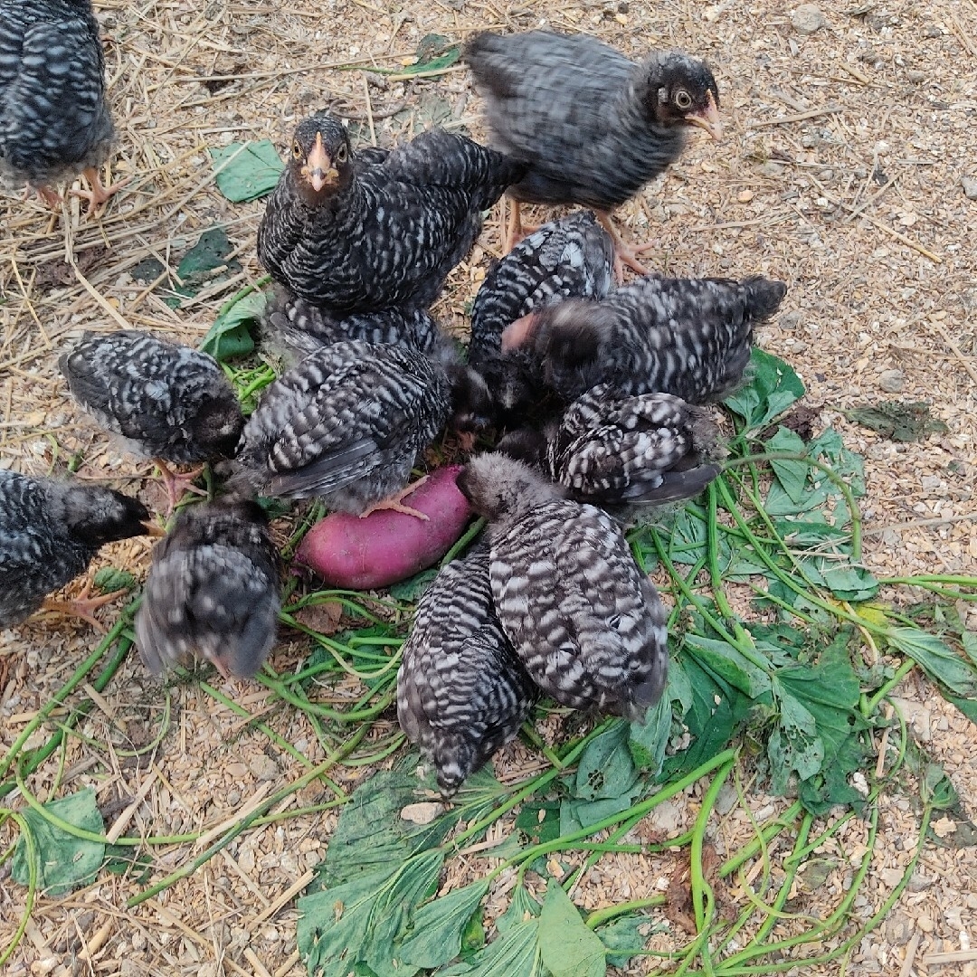 岡崎おうはん　平飼いたまご　24個　無洗　動物性飼料不使用 食品/飲料/酒の食品(その他)の商品写真