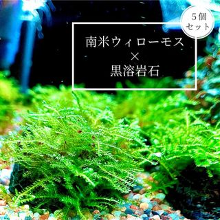 【フォロ割がお得！】南米ウィローモス 溶岩石 5こ(アクアリウム)