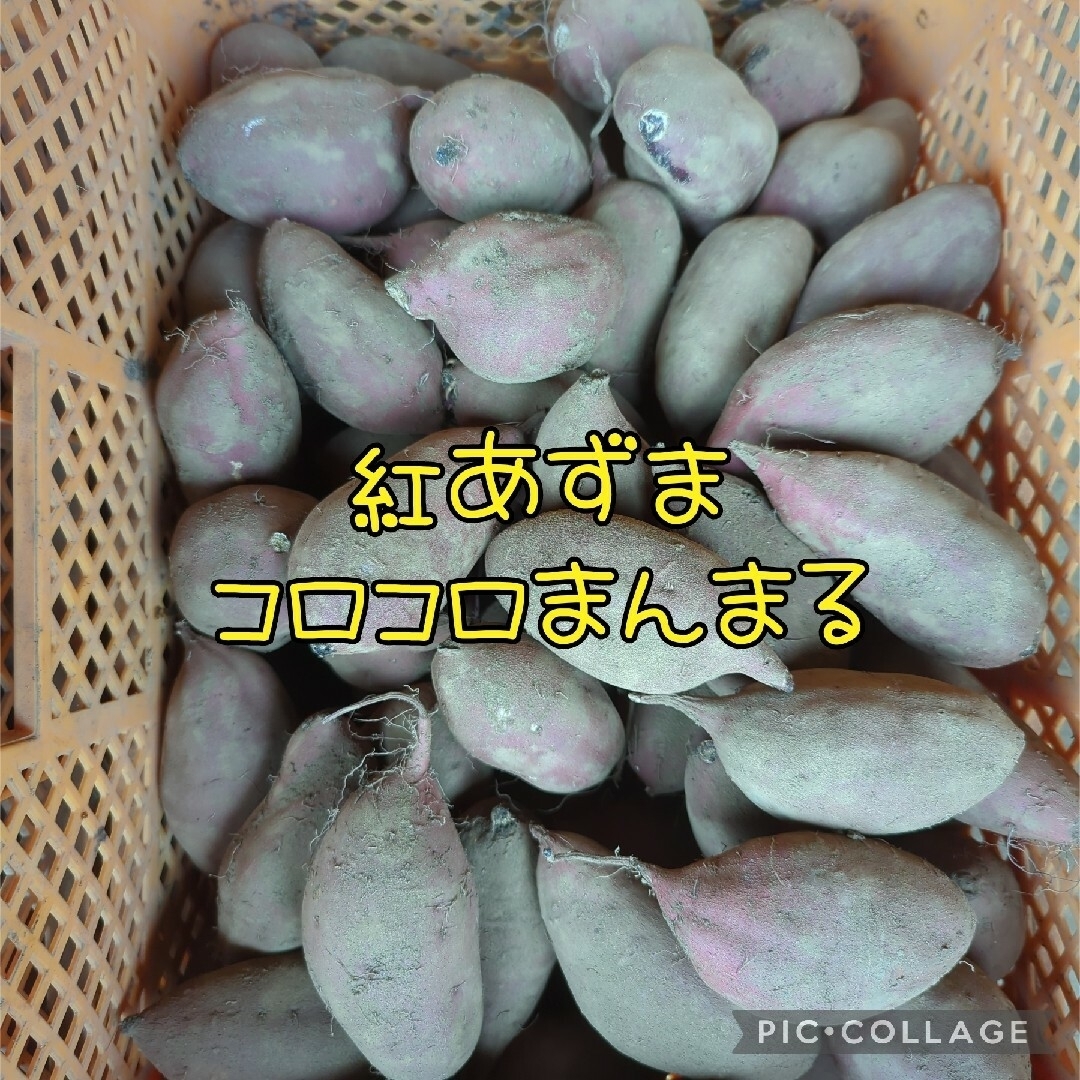 きなこさま専用　紅あずまBC5kg 食品/飲料/酒の食品(野菜)の商品写真