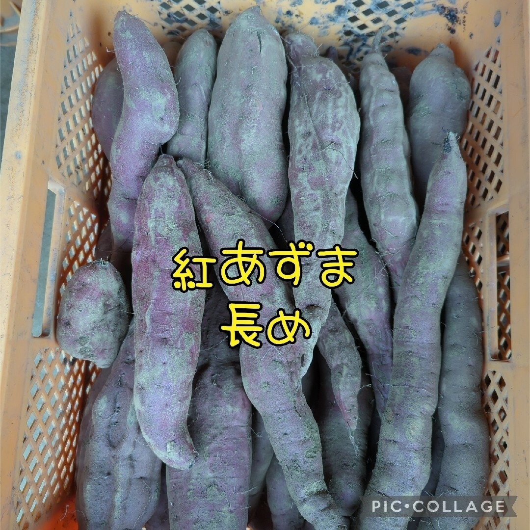 きなこさま専用　紅あずまBC5kg 食品/飲料/酒の食品(野菜)の商品写真