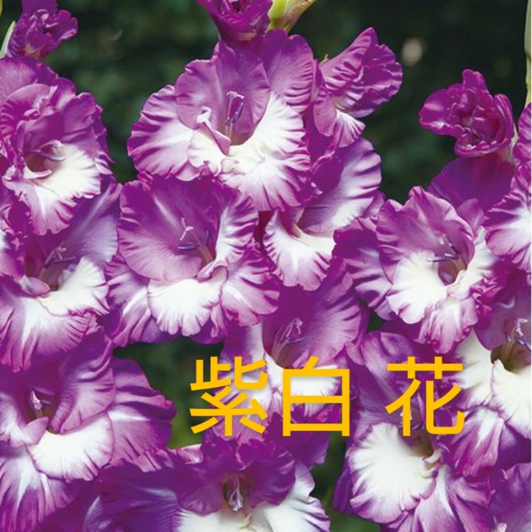 グラジオラス 紫白花 球根2球 ハンドメイドのフラワー/ガーデン(その他)の商品写真