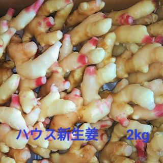 高知産　訳ありハウス新生姜　約２Kｇ　B品　北海道沖縄発送不可(野菜)