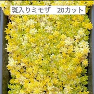 多肉植物 斑入りミモザ 斑入り黄金細葉万年草 20カット(その他)