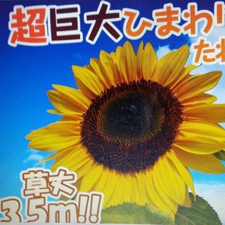 花の種　超巨大ひまわりタイタン(その他)