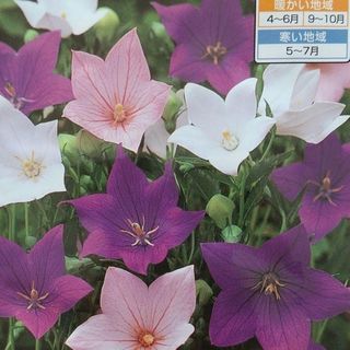 花の種　桔梗ミックス＋オマケ(その他)