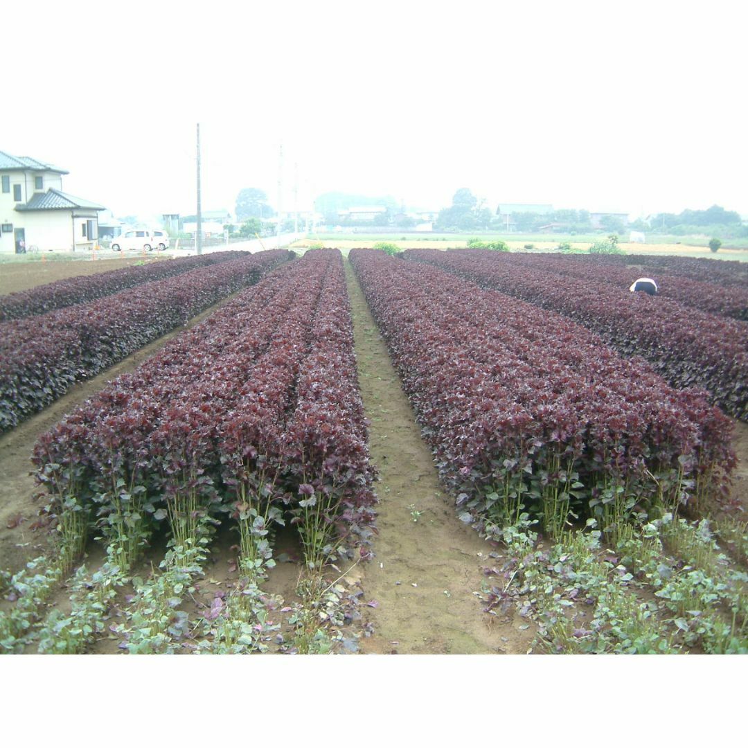 日本一こだわった究極の梅干 (王干×３個セット）無農薬・化学肥料不使用　群馬県産 食品/飲料/酒の加工食品(漬物)の商品写真