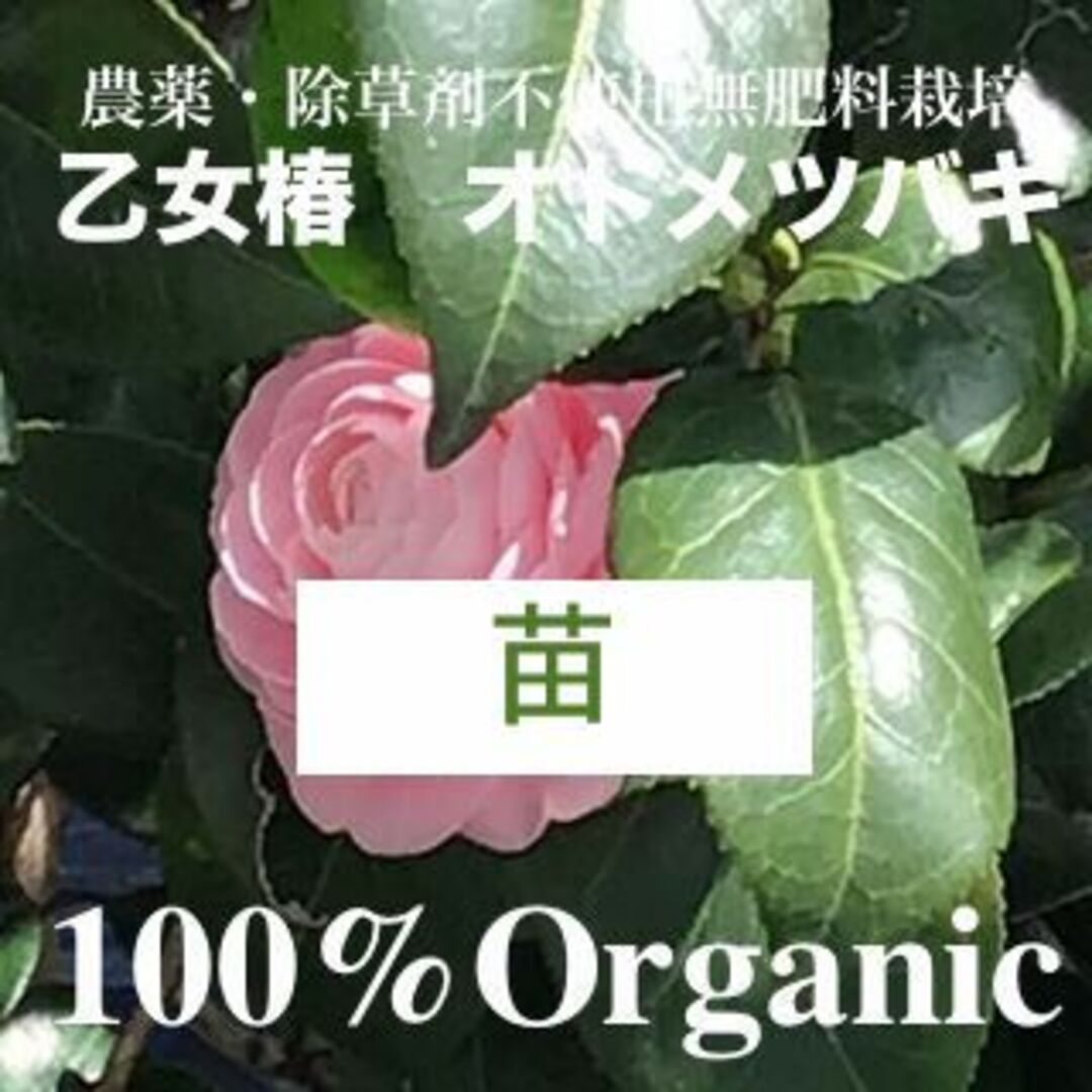 椿　品種「乙女椿」オトメツバキ　１苗　花木　園芸　オーガニック１００%　ゆうパケ ハンドメイドのフラワー/ガーデン(その他)の商品写真