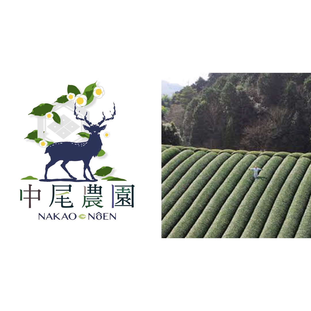 奈良県産　大和茶　3種　ティーバッグセット　緑茶　ほうじ茶　和紅茶 食品/飲料/酒の飲料(茶)の商品写真