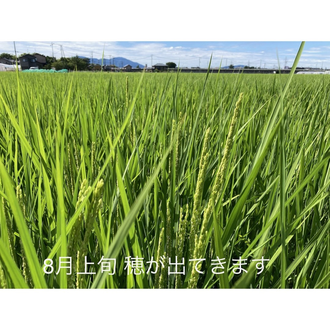 特別栽培 新潟の高級米 新之助 玄米 30㌔ 新潟県産 田植え後農薬は除草剤のみ 食品/飲料/酒の食品(米/穀物)の商品写真