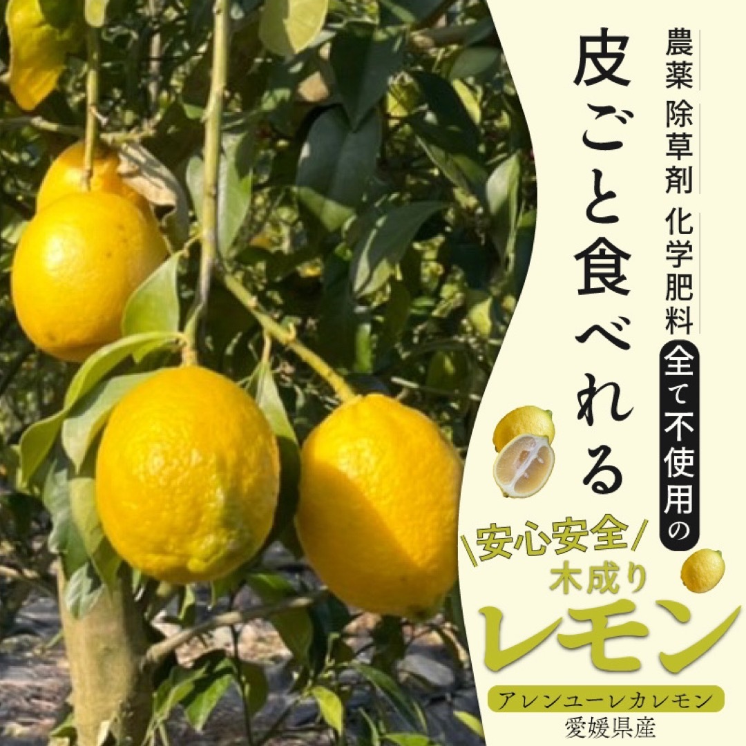 特別栽培の木成レモン 10kg箱 【愛媛県の農家直送】栽培期間中農薬不使用 食品/飲料/酒の食品(フルーツ)の商品写真