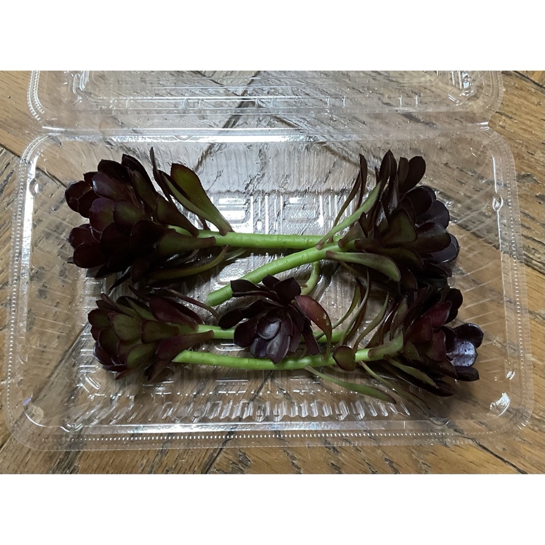 アエオニウム　黒法師　カット苗　多肉植物 ハンドメイドのフラワー/ガーデン(プランター)の商品写真