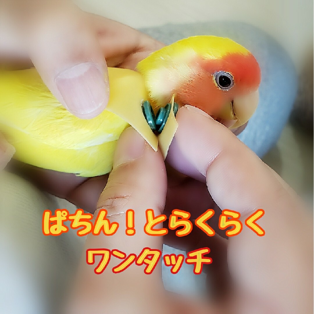 インコ エリザベスカラー(ポンチョタイプ)1枚・3サイズ・3色・3g その他のペット用品(鳥)の商品写真