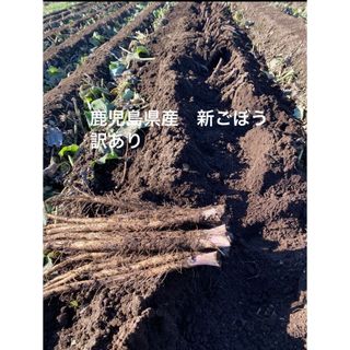 鹿児島県産　新ごぼう　訳あり(野菜)