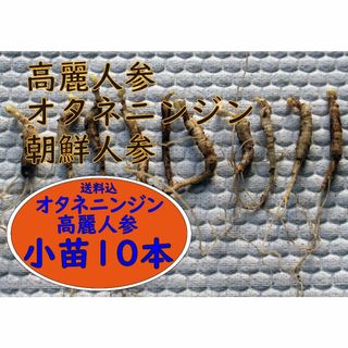 オタネニンジン・高麗人参・朝鮮ニンジン・信州人参2年生球根小苗10本(野菜)