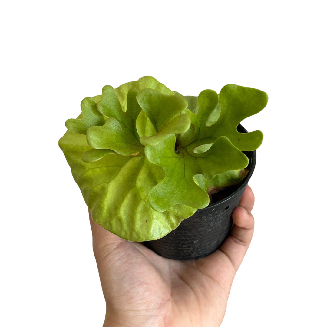 P.Ridleyi 大きく dwarf silver 胞子 P.Ridleyi 大きく dwarf silver 胞子
