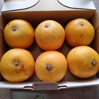 パンダ様専用  国産 グレープフルーツ 6.2kg 栽培期間中農薬不使用(フルーツ)