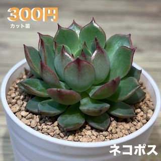 多肉植物 エケベリア ペインテットレディ カット苗 ネコポス発送