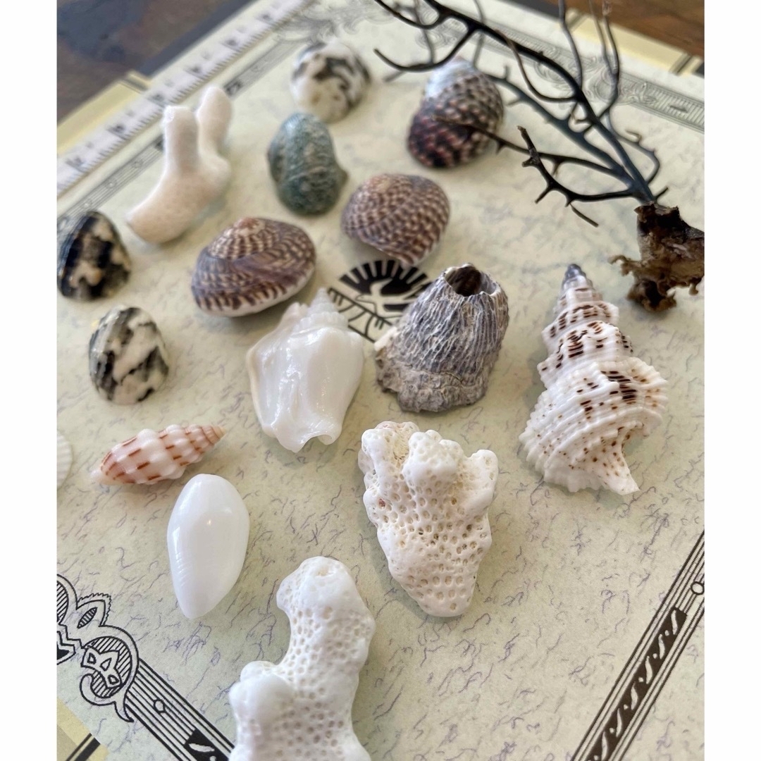 小さくて可愛い貝殻と珊瑚のセット（おまけ付き） ハンドメイドの素材/材料(各種パーツ)の商品写真