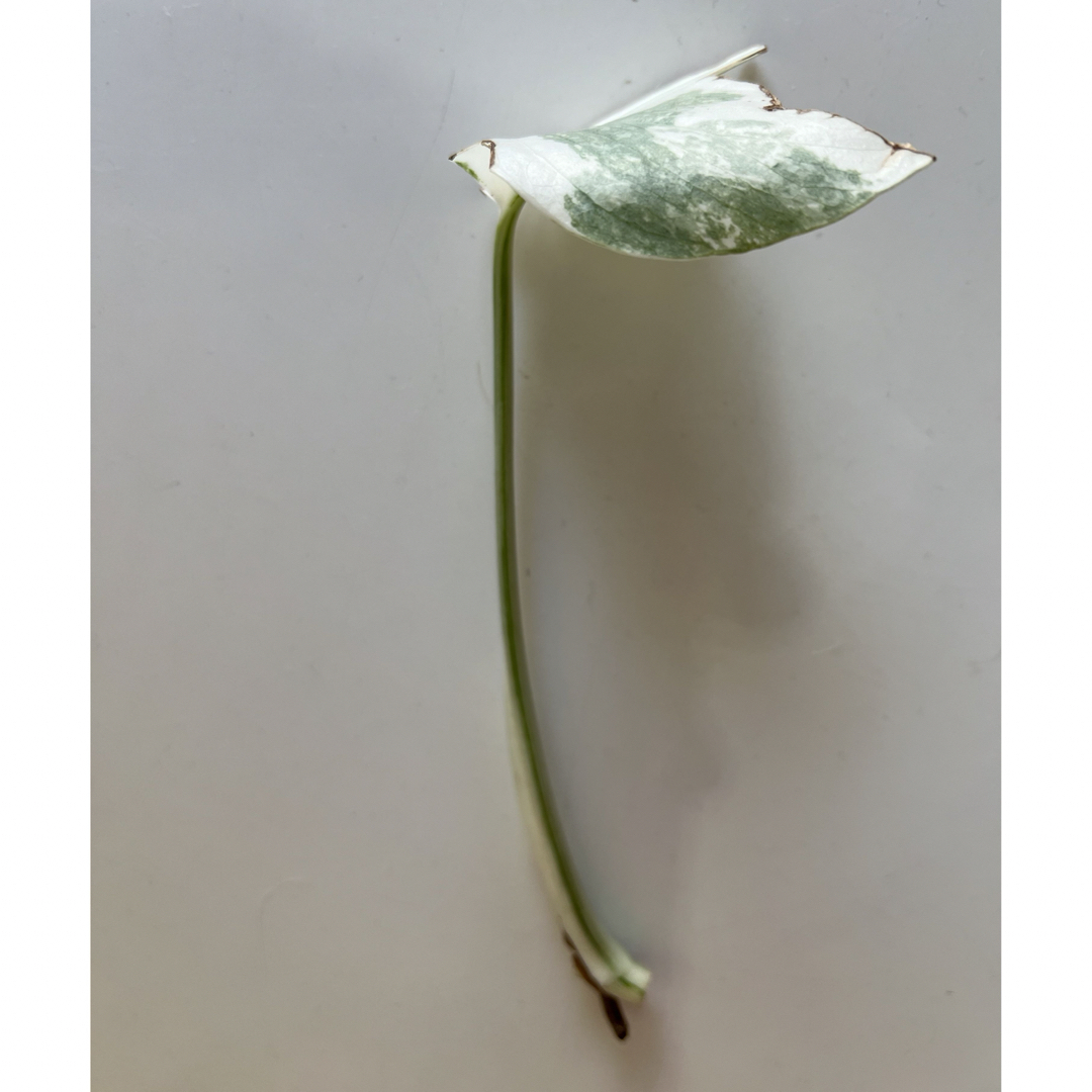 Y モンステラ斑入り　スーパーホワイト　ボルシギアナ　茎伏せ　カット茎 ハンドメイドのフラワー/ガーデン(プランター)の商品写真