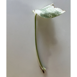 Y モンステラ斑入り　スーパーホワイト　ボルシギアナ　茎伏せ　カット茎(プランター)