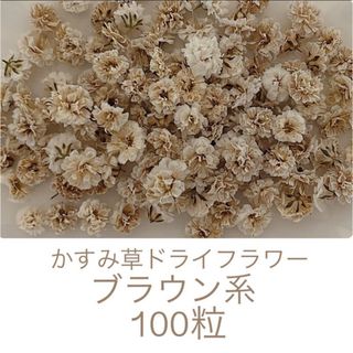 ブラウン系 かすみ草ドライフラワー100粒(ドライフラワー)