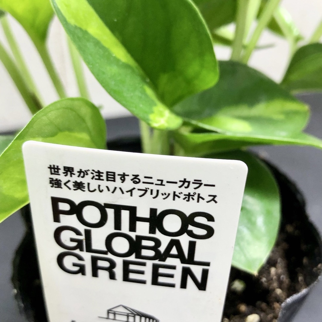 迷彩柄   ポトス　グローバルグリーン　3号ポット ハンドメイドのフラワー/ガーデン(プランター)の商品写真