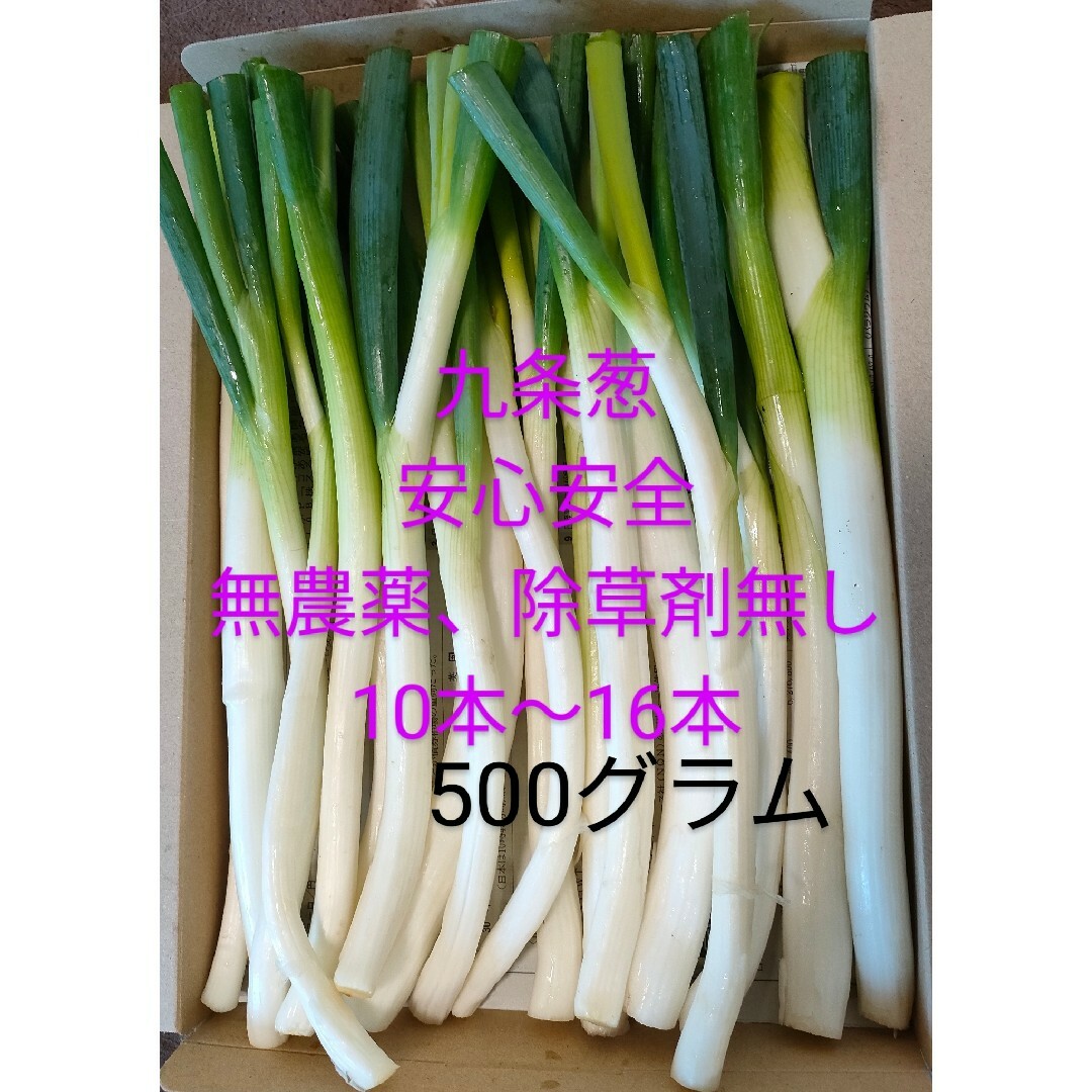 九条ネギ長ネギ 無農薬除草剤無し 食品/飲料/酒の食品(野菜)の商品写真