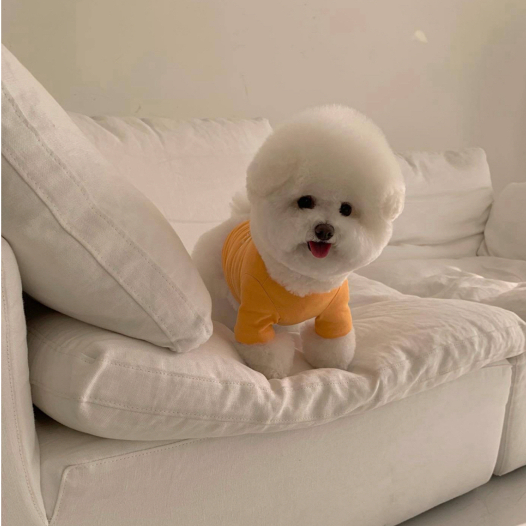 ペット服 犬服 ロゴTシャツ bebe ハンドメイドのペット(ペット服/アクセサリー)の商品写真