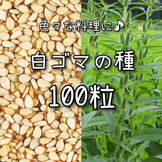 【白ゴマのタネ】100粒 種子 種 白胡麻 ごま 栽培 家庭菜園 野菜(その他)