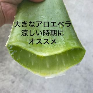 沖縄県産アロエベラ生葉〈大2枚〉