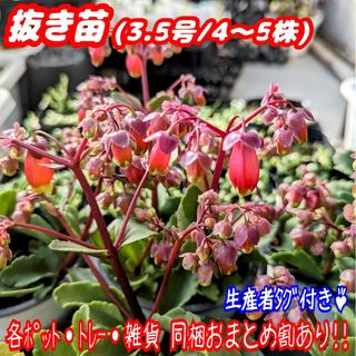 レア♪【抜き苗】カランコエ ウェンディ 多肉植物 プレステラ プラ鉢(その他)