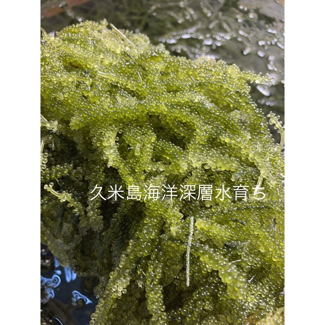 #海ぶどう　久米島産　海洋深層水育ち　80グラム×4パック　320グラム 食品/飲料/酒の食品(その他)の商品写真