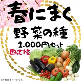 春にまく野菜の種　1,000円セット【2024年　春】(野菜)