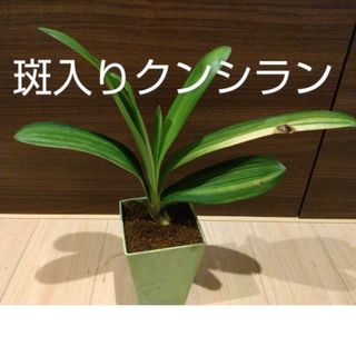 斑入り君子蘭（クンシラン）抜き株(その他)