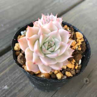 多肉植物1 マーガレット錦　エケベリア　韓国苗(その他)