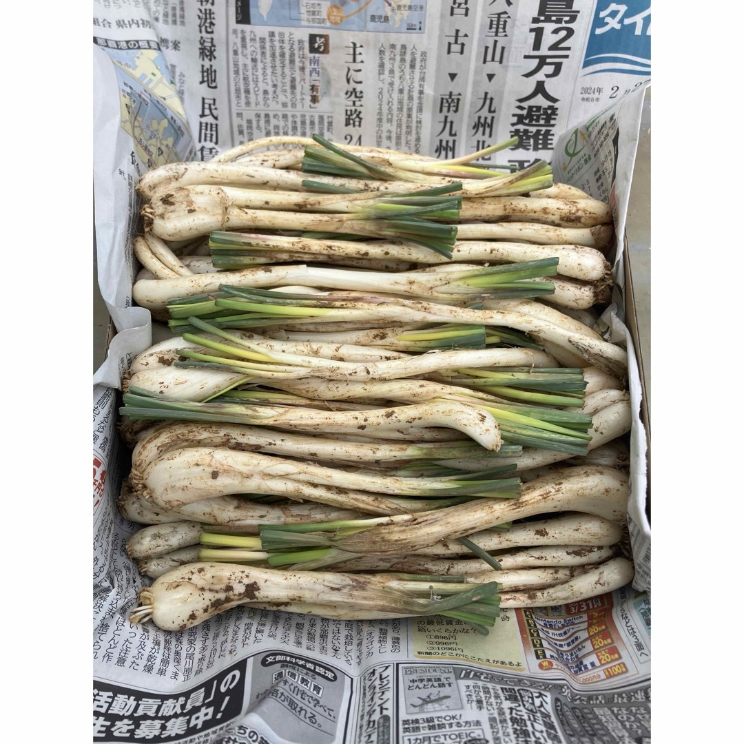 【美味！大好評！健康美容野菜！今が旬！】沖縄　伊江島産　島らっきょう　1kg 食品/飲料/酒の食品(野菜)の商品写真